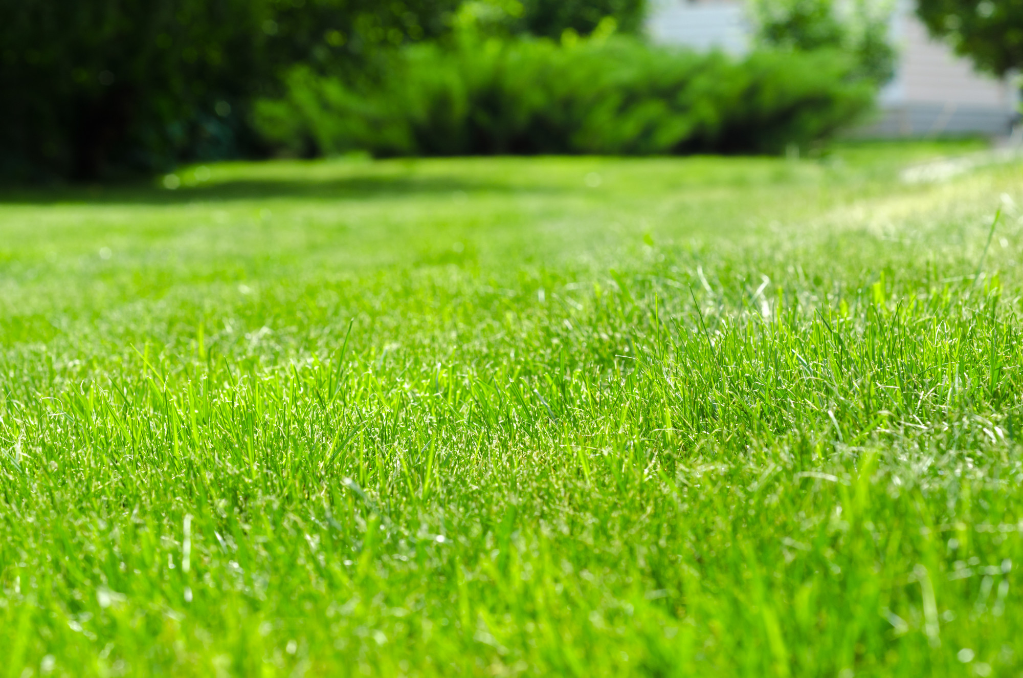 Commercial Lawn Care Company